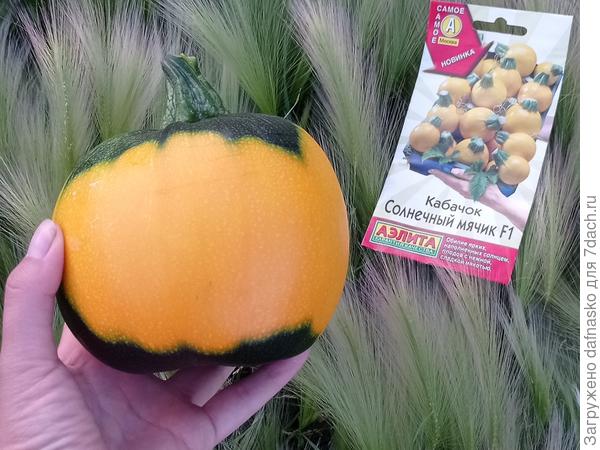 Первый кабачок был собран 2 июля