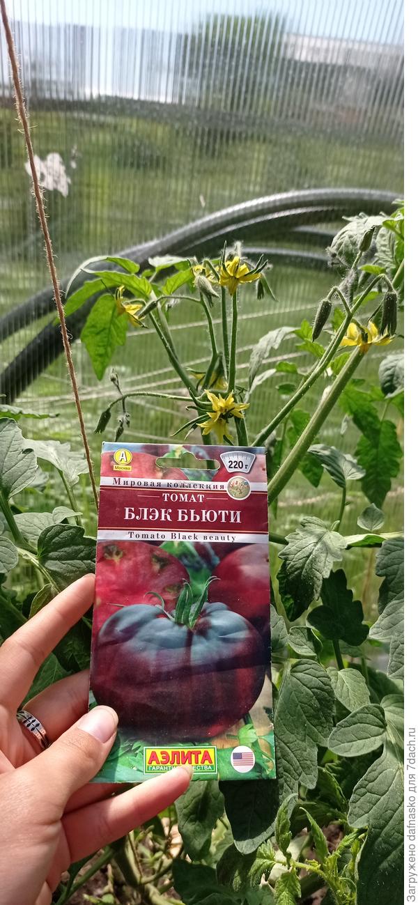 Фото от 12 июня