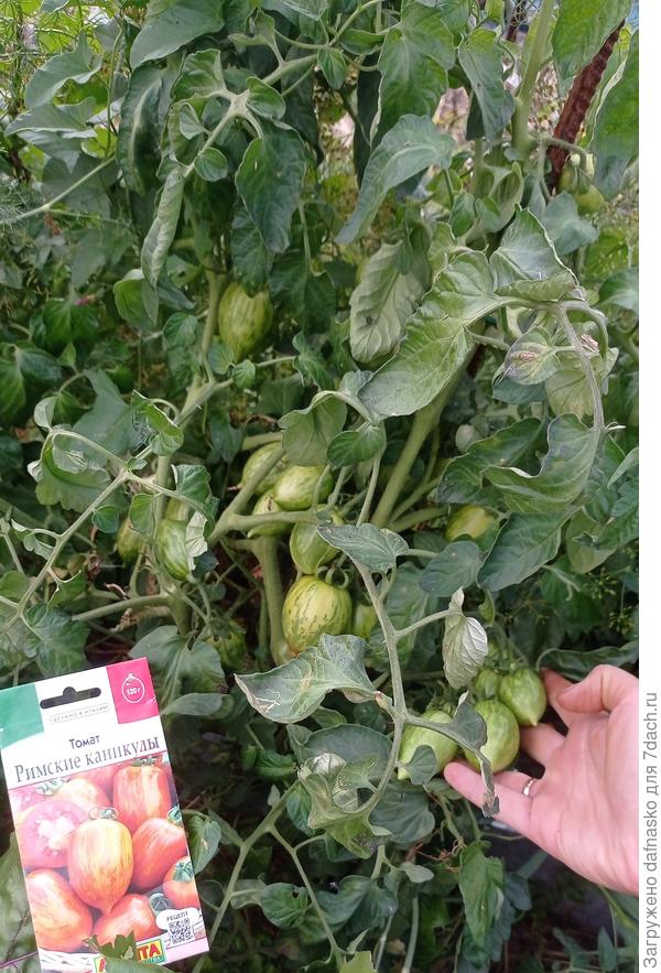 Фото от 27 августа