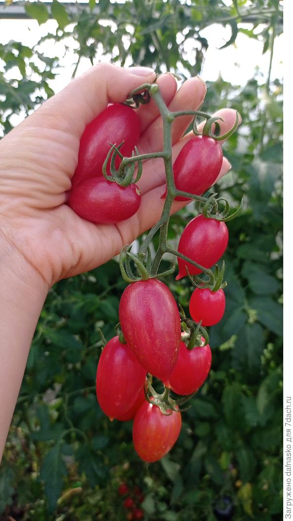 Полностью поспевшая кисть