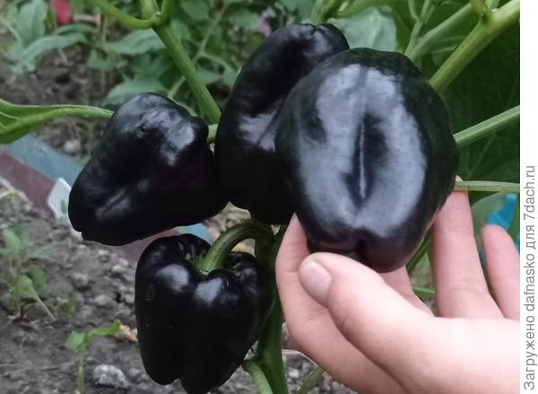 Черный красавчик