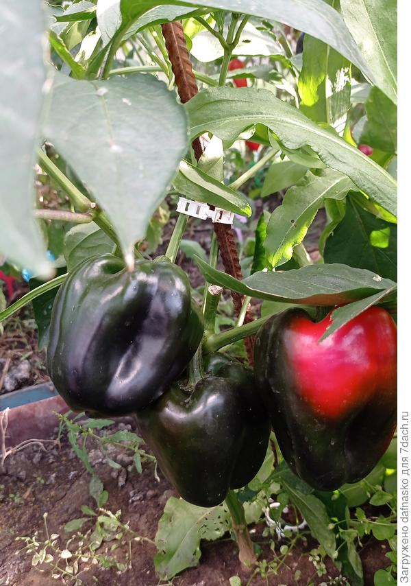 Начинает спеть