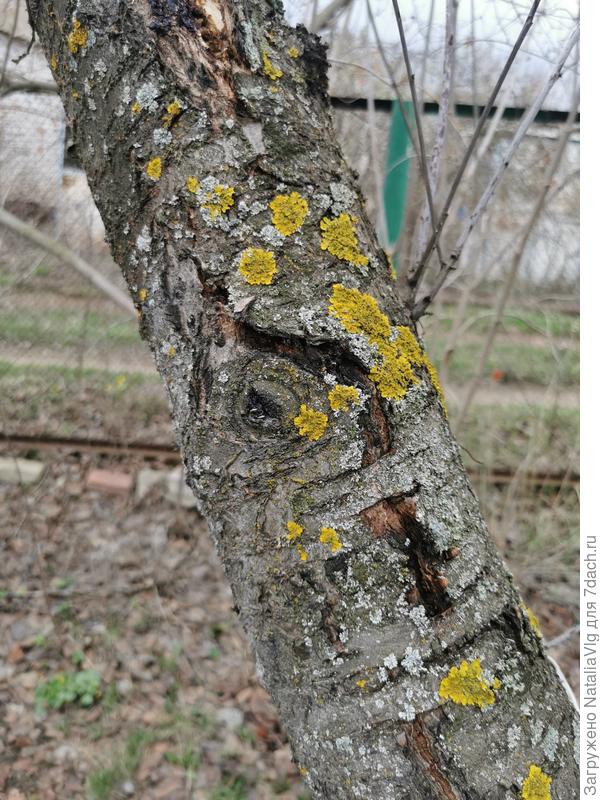 лишайники