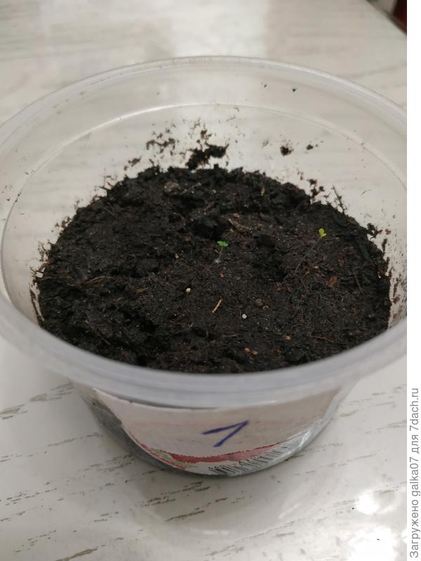 Гордость Урала