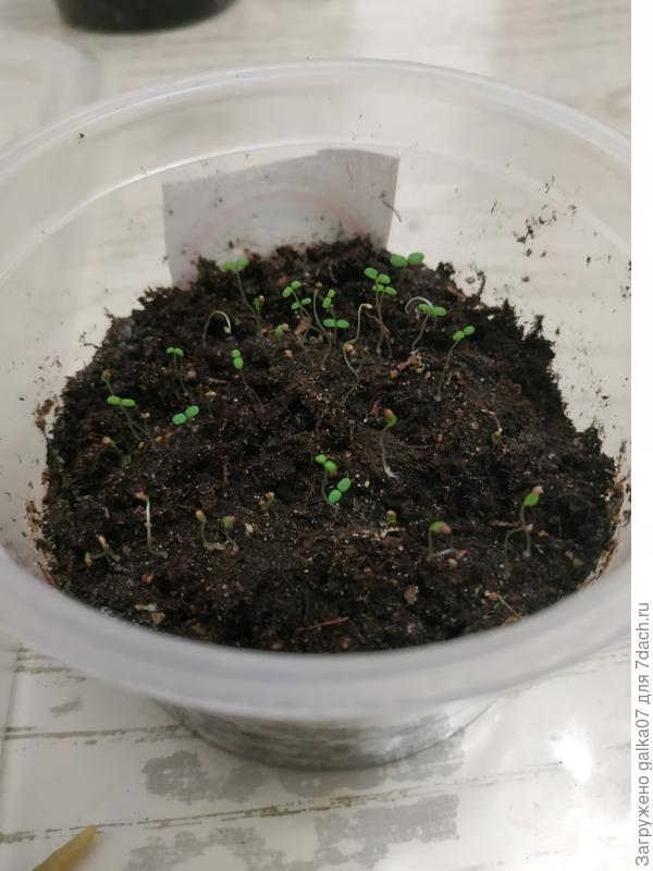 Жёлтое чудо