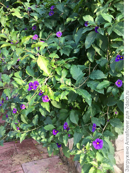 Вот так картофельное дерево выглядит в Израиле, просто куст на улице