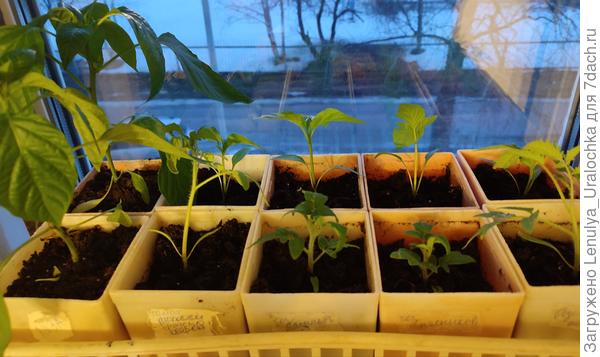 Перцы горькие