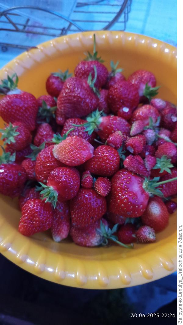 первый урожай