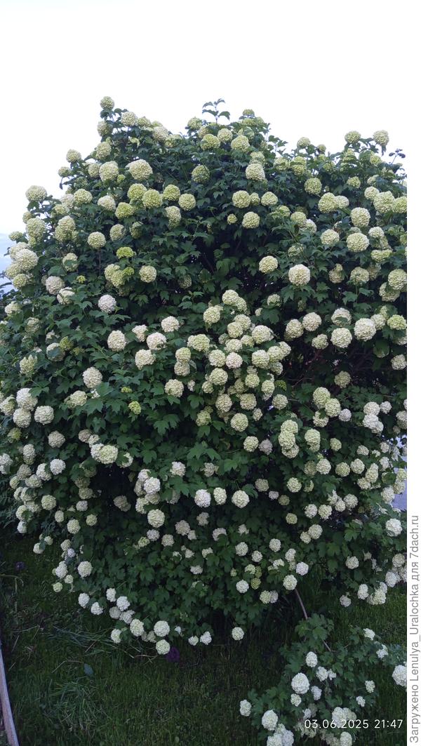 цветет декоративная калина