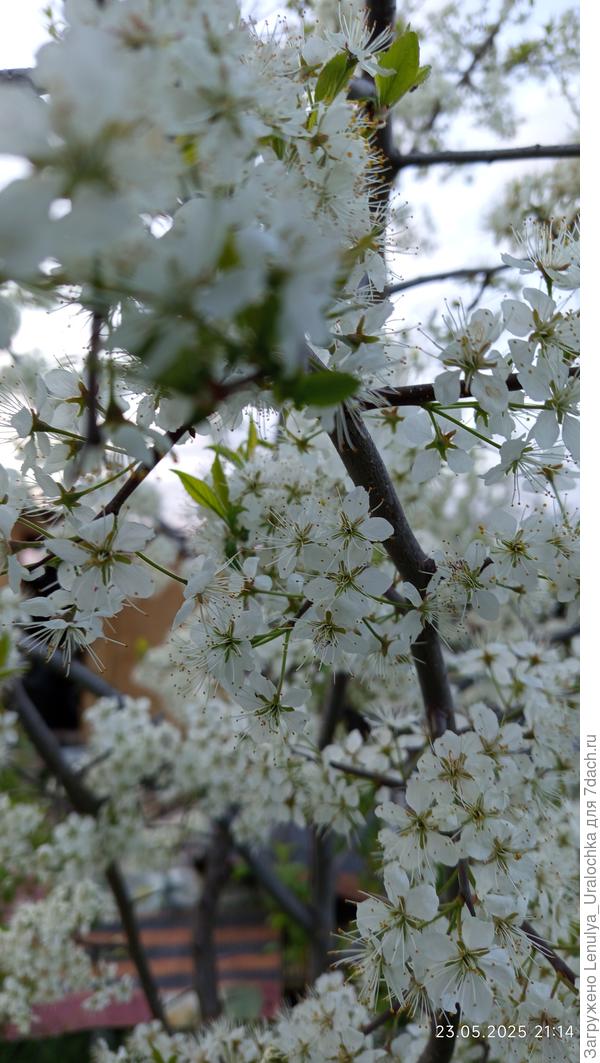 конец мая, все цветет