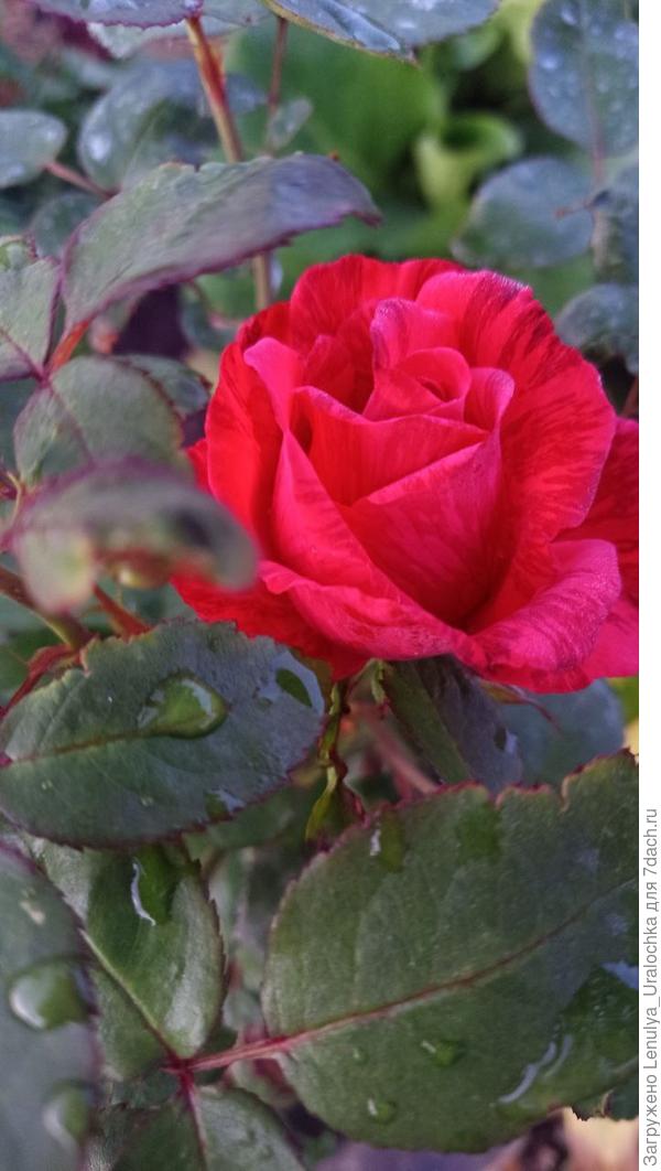 Роза Ред Интуишн, тоже чайно-гибридная