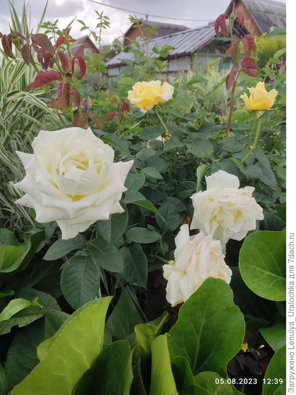 моя любимая, но без названия