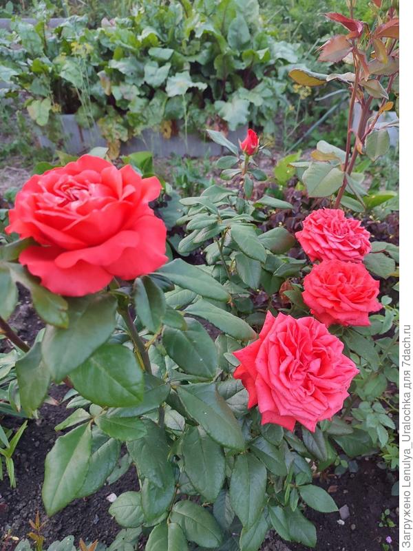 Роза Корвет (чайно-гибридная)