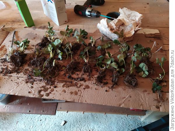 Замачивание корней