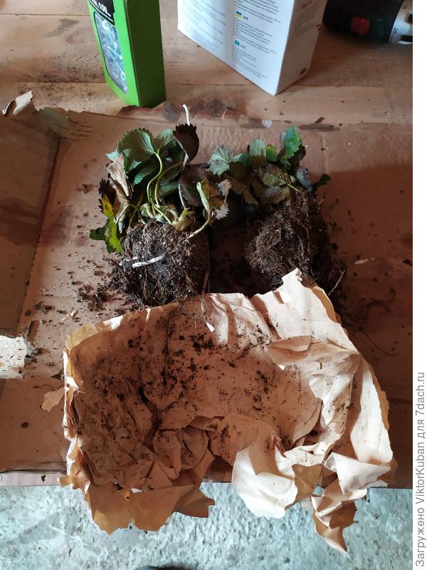 Упаковка Шарлотты