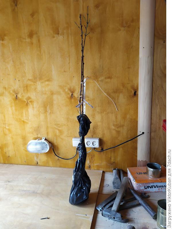 Упаковка Семена и Тарусы