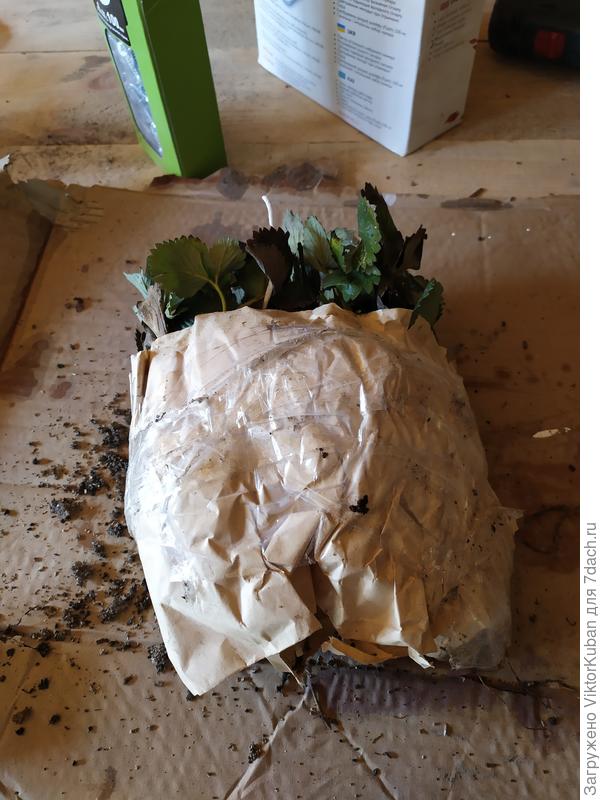 Упаковка Шарлотты