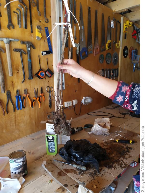 Корни Семена и Тарусы без земли