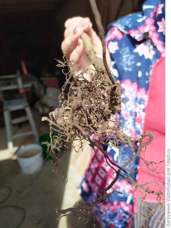 Корни Семена и Тарусы без земли