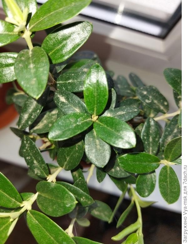 Вот еще фоточка.