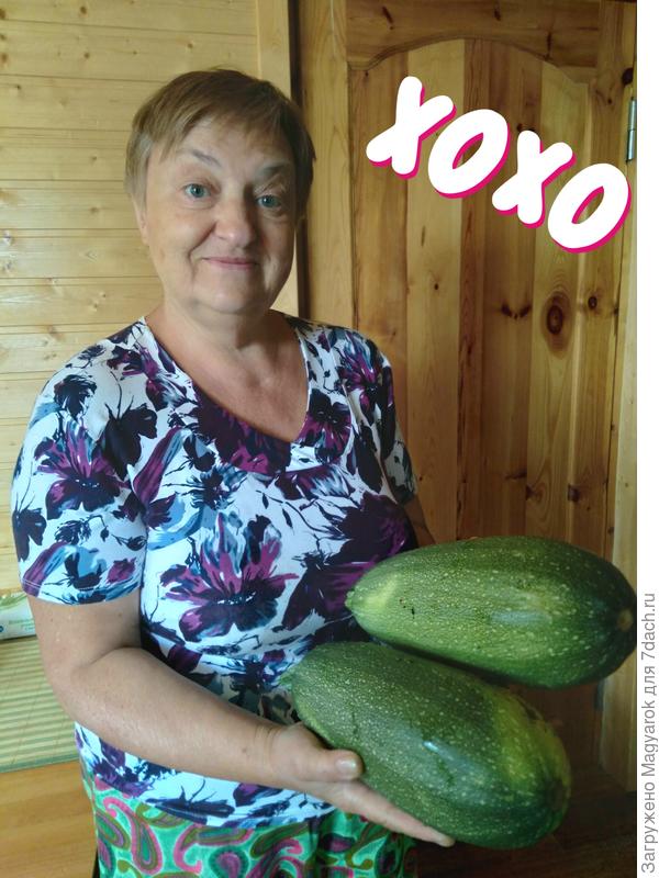 Вымахали кабачата, пока нас на даче не было!