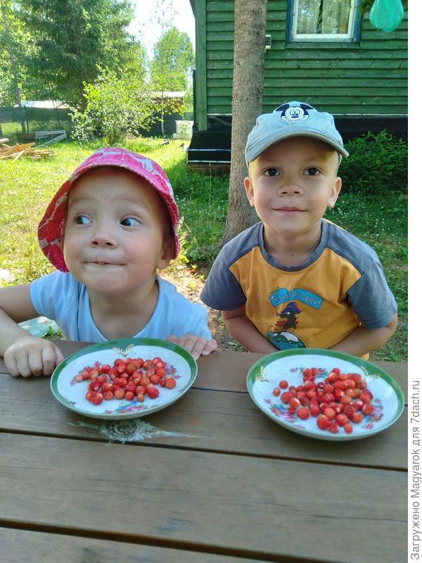 И в лес ходить не надо - земляничка лесная прямо на участке растёт.