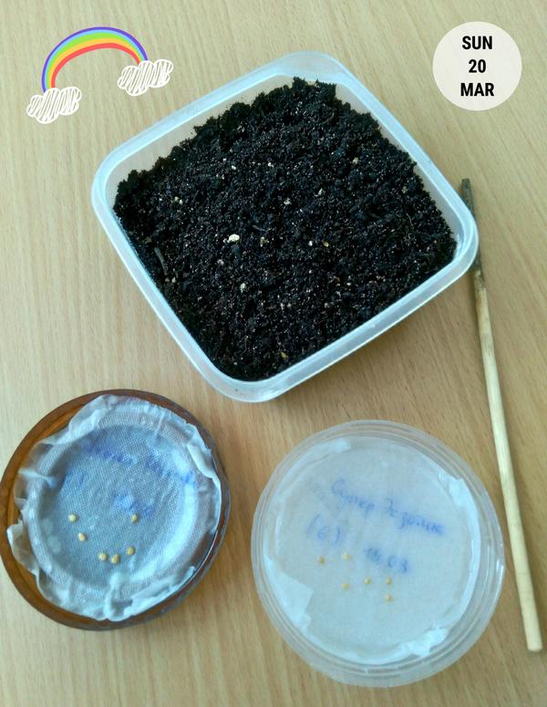 Для посадки томатов всё готово