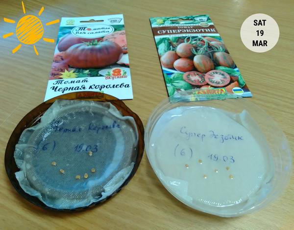 Оцирконенные семена