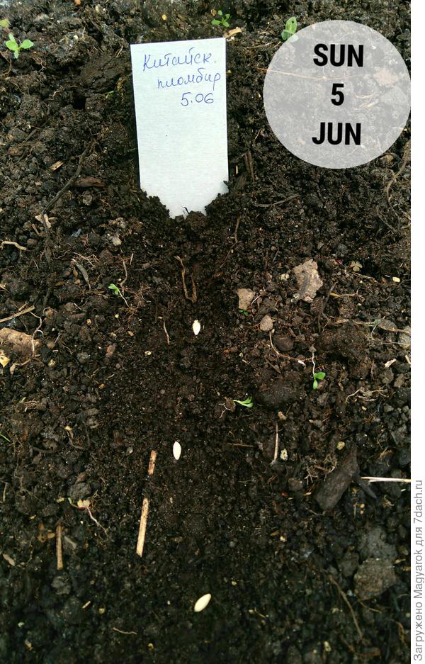 Попытка #2 Растите, вкусные!