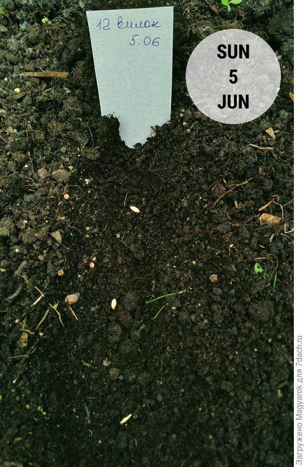 Попытка #2. Растите, вилочки!