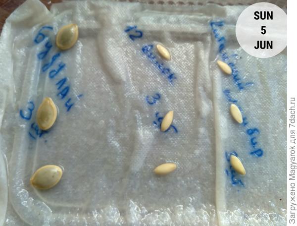 Готовы к посеву!