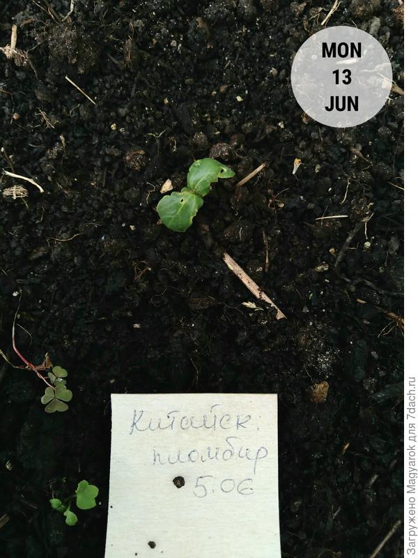 Несчастный обглоданный росточек Китайского пломбира...