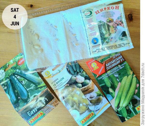 Огуречно-кабачковое упрямство (про кабачки будет отдельный пост, но уточню сразу - первый посев кабачков бвл такрй же печальный как и огурцовый)