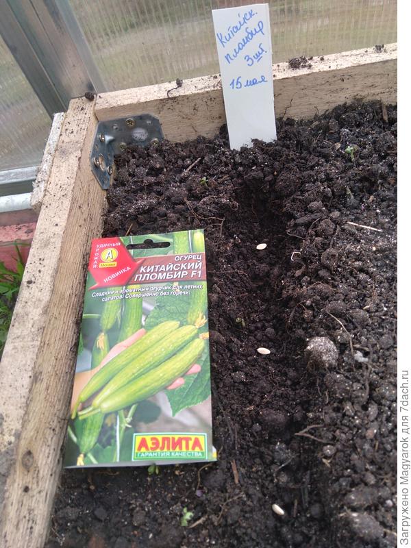 3 семечка салатного гибрида