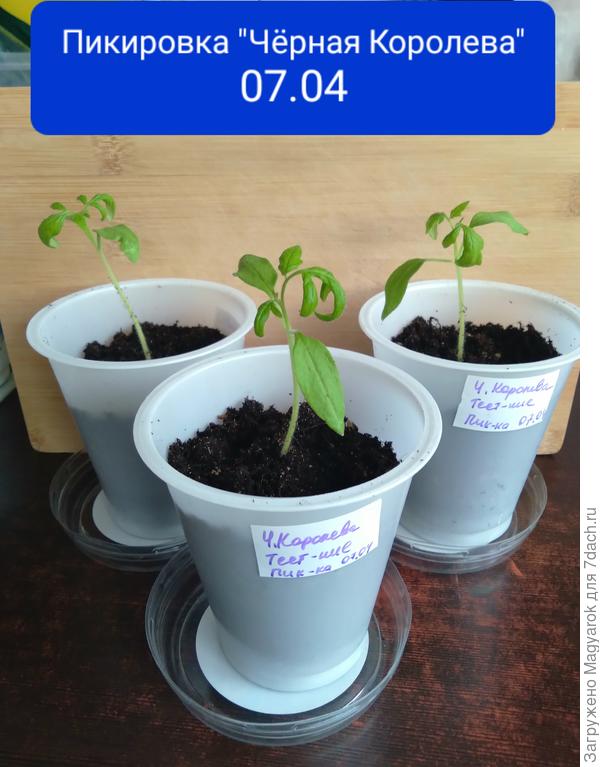 7 апреля - пикировка Чёрной Королевы