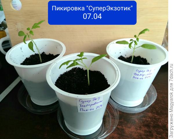 7 апреля - пикировка Суперэкзотика