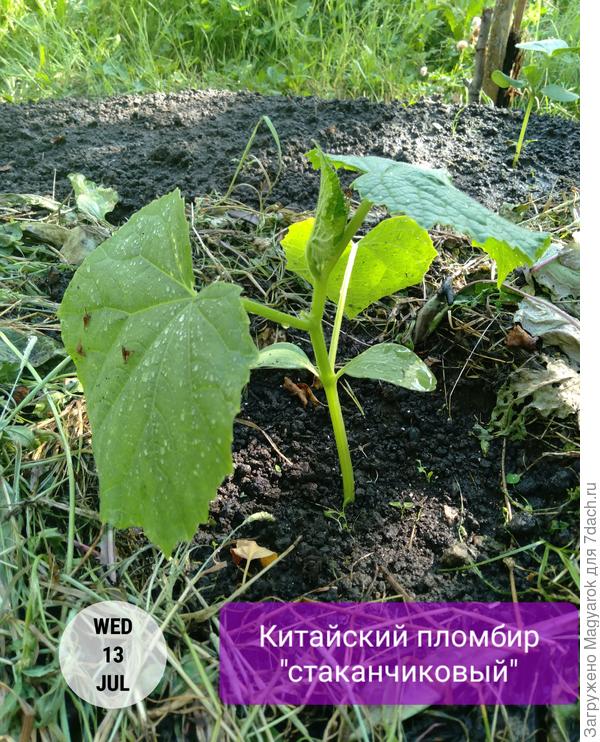 Не отстаёт от брата :)