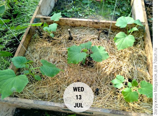 Растут, зеленеют, радуют!