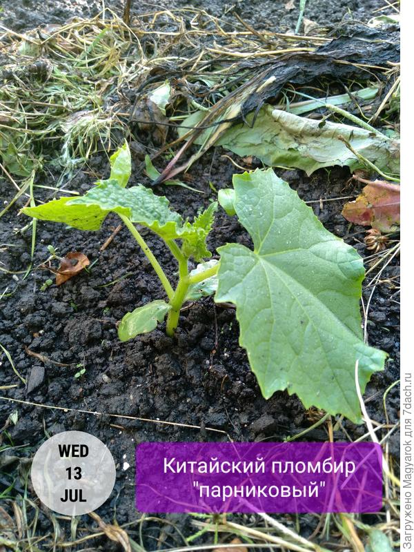 Хорошо растёт!