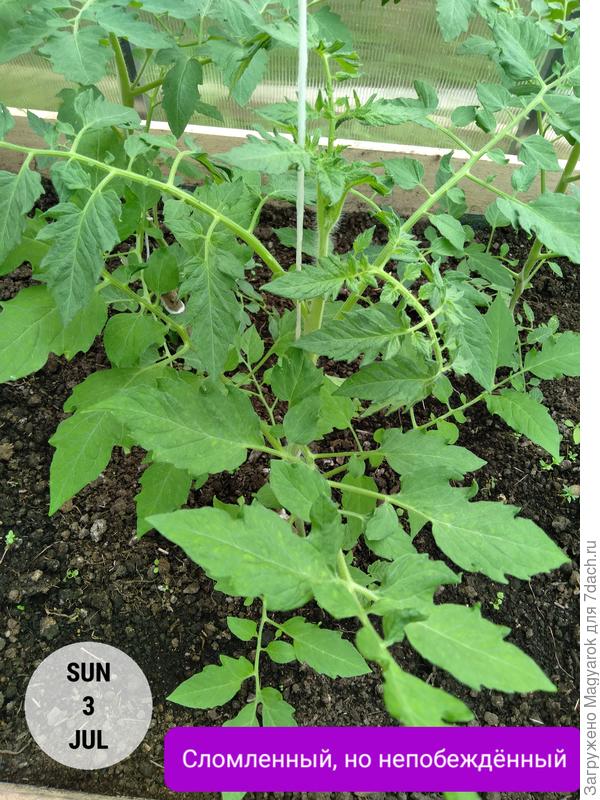 Томат, выбывший из тестирования, но не сдавшийся :)