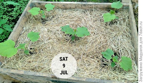 Отлично прижились и пошли в рост