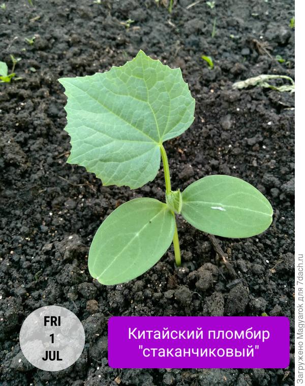 Саженец "Китайского пломбира" из третьего посева, только что высаженный из рассадного стаканчика в ОГ (дата посева - 16 июня)