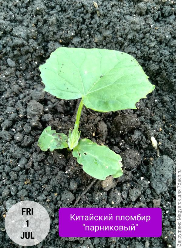 Единственный выживший саженец сорта "Китайский пломбир", пересаженный в ОГ из парничка (дата посева - 5 июня)