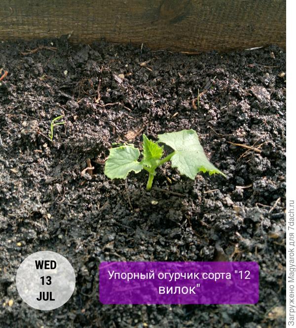 Потрясающая живучесть!