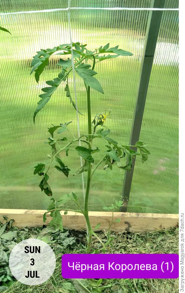 Возродившаяся Королева