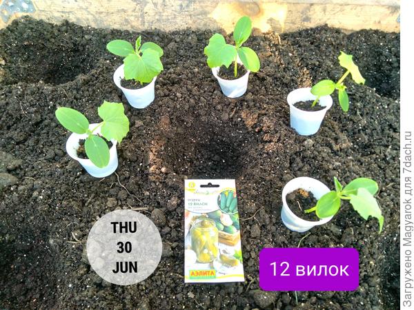 Рассада готовится к посадке в теплицу