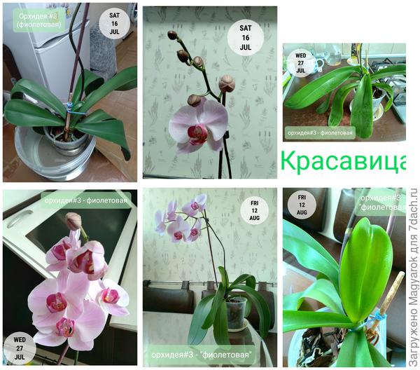 Красавица фиолетовая