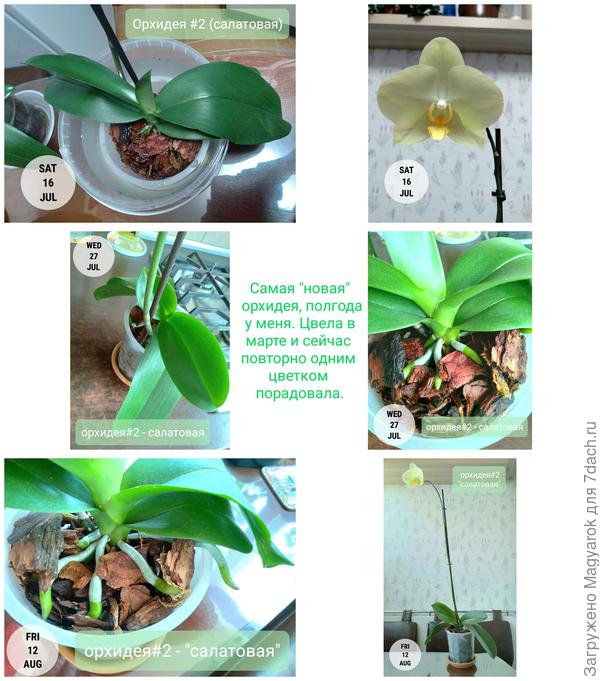 Салатная орхидея новичок в моей коллекции