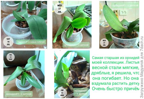 Орхидея мама с деткой