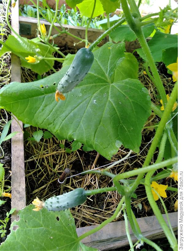 Малыши-карандаши